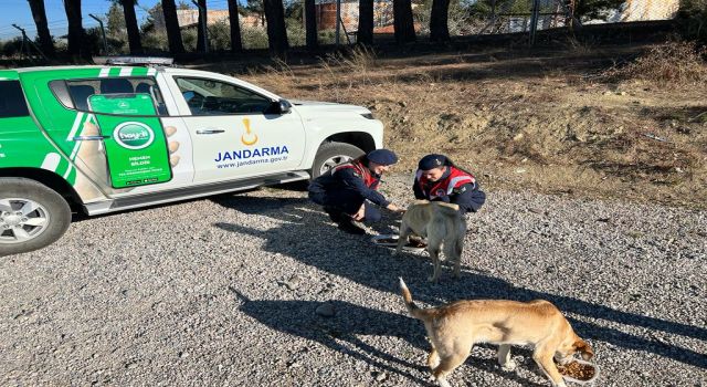 Hasanbeyli'de jandarma sokak hayvanlarını unutmadı