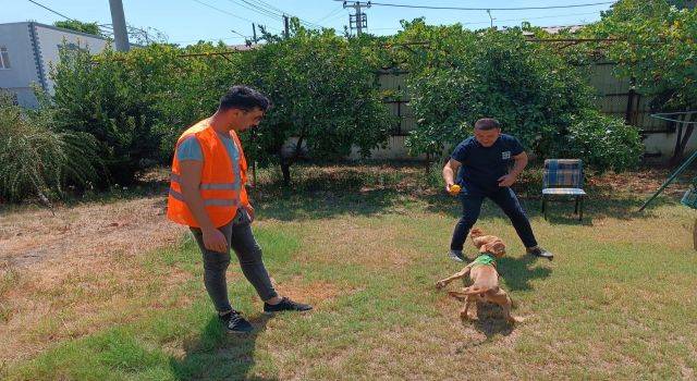 Osmaniye'de şiddete maruz kalan köpek sahiplendirildi