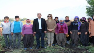 Düziçi Kaymakamı Turgay İlhan, yer fıstığı hasadına katıldı