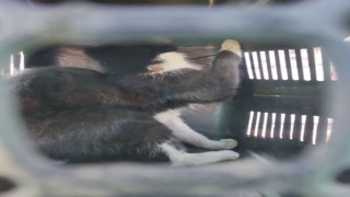 Osmaniye Belediyesinin çatısında mahsur kalan kedi kurtarıldı